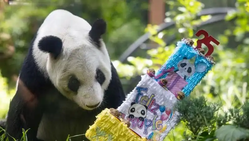 Dev Panda Xin Xin, 35. Yaş Gününü Kutlayarak Dünya Genelinde Sevgi Topladı