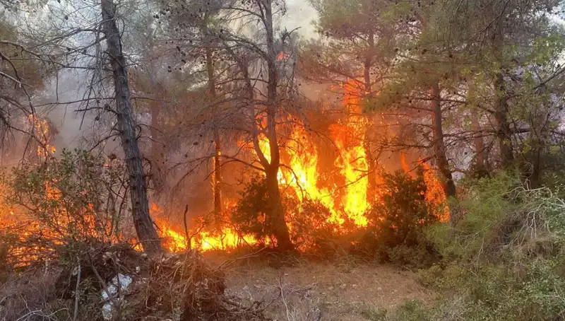 Ormanın Yanmasına Sebep Olan Kardeşlere Uygulanan Para Cezasının Sebepleri