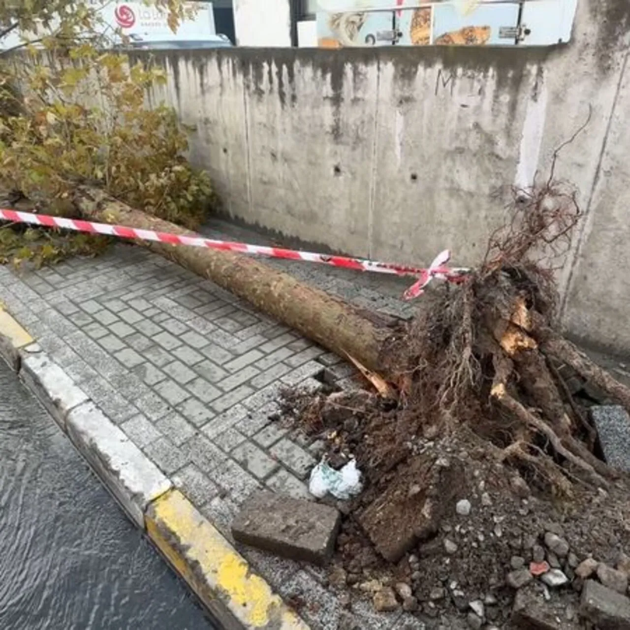 Avcılar’da Şiddetli Fırtına: Çatılar Uçtu, Ağaçlar Devrildi